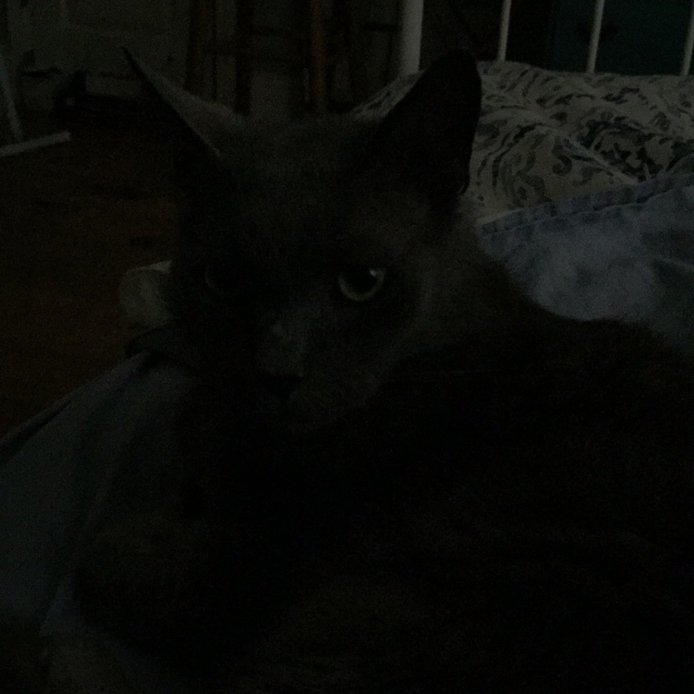 Meet your Posher, Anne